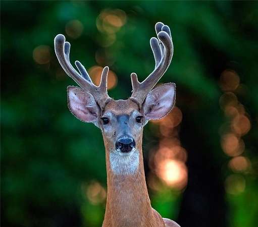 240 Acres of Land for Sale in Hume, Missouri