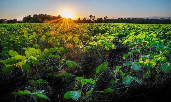 369 Acres of Land for Sale in Hume, Missouri