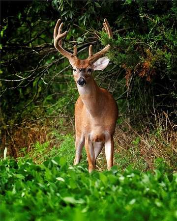 369 Acres of Land for Sale in Hume, Missouri