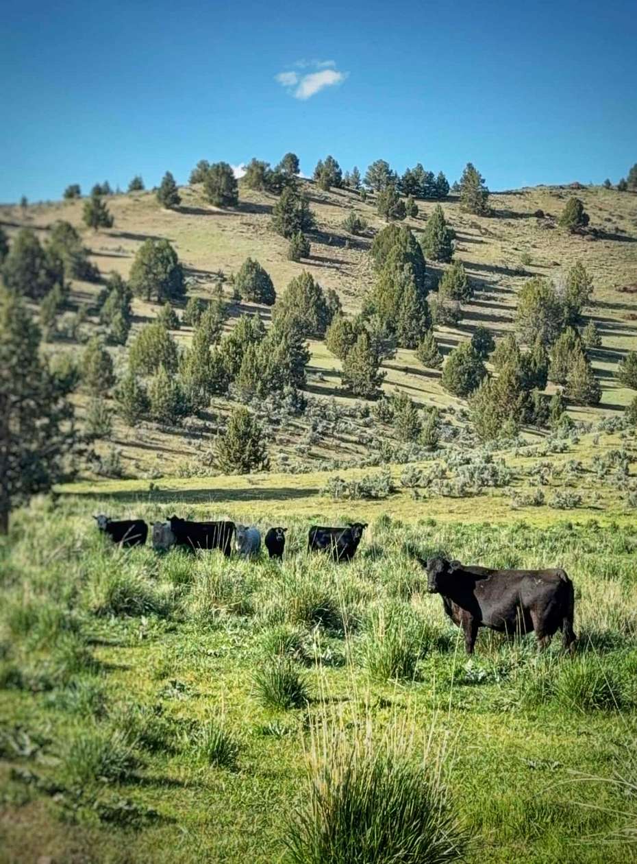 31,191 Acres of Land for Sale in Juntura, Oregon