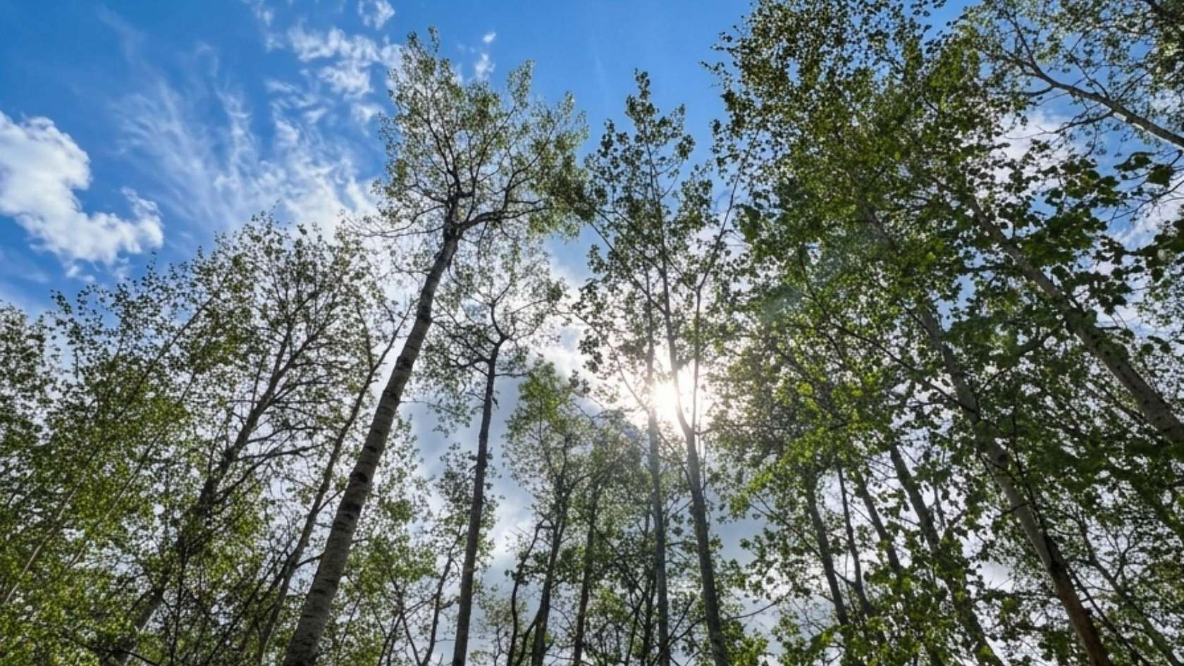 6.5 Acres of Residential Land for Sale in Fairbanks, Alaska