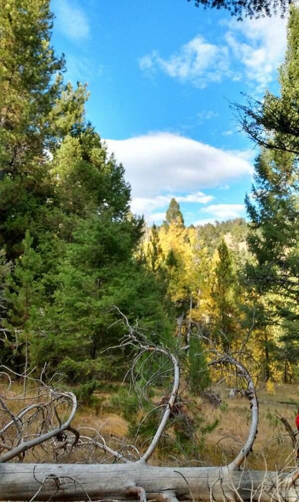 20 Acres of Recreational Land for Sale in Helmville, Montana