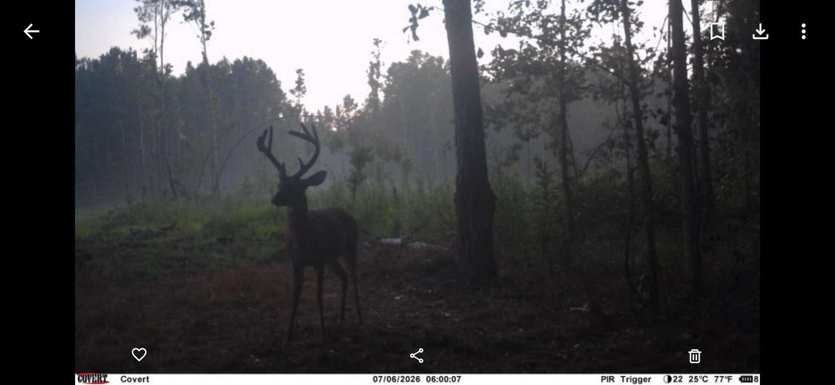 82 Acres of Recreational Land for Sale in Marion, South Carolina