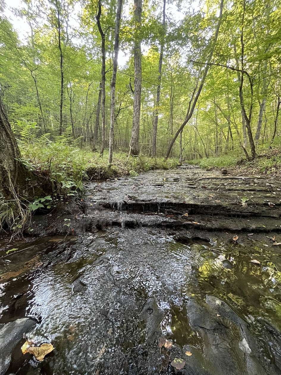 54 Acres of Recreational & Residential Land for Sale in Linden, Tennessee
