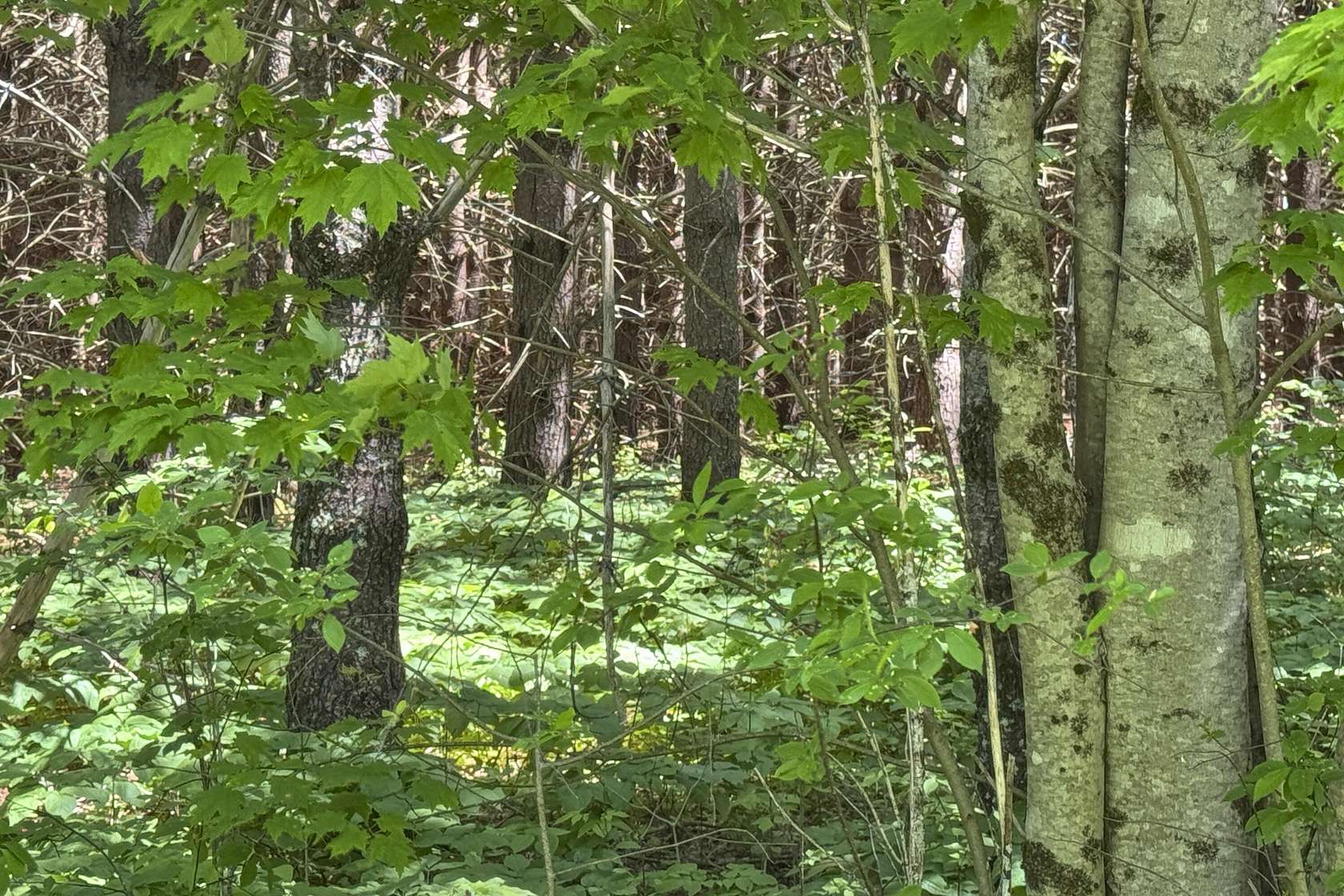 2.5 Acres of Residential Land for Sale in Hope, Maine
