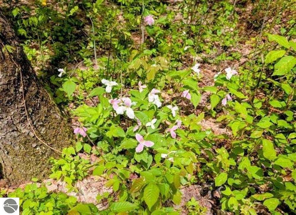 0.8 Acres of Land for Sale in Bellaire, Michigan