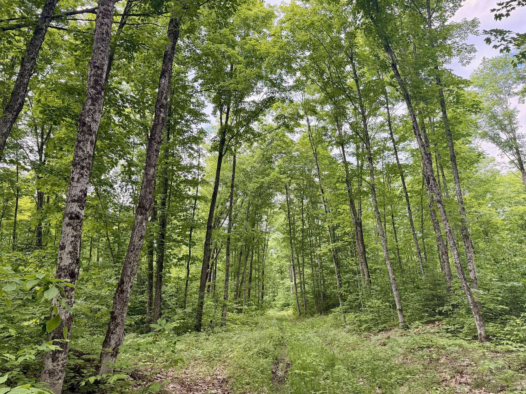 160 Acres of Recreational Land for Sale in Newberry, Michigan