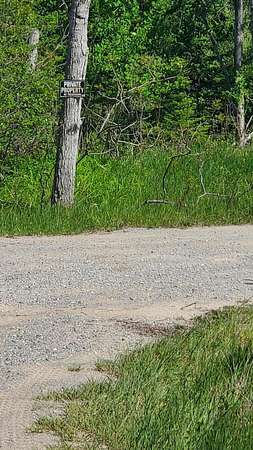 40 Acres of Recreational Land for Sale in Alpena, Michigan