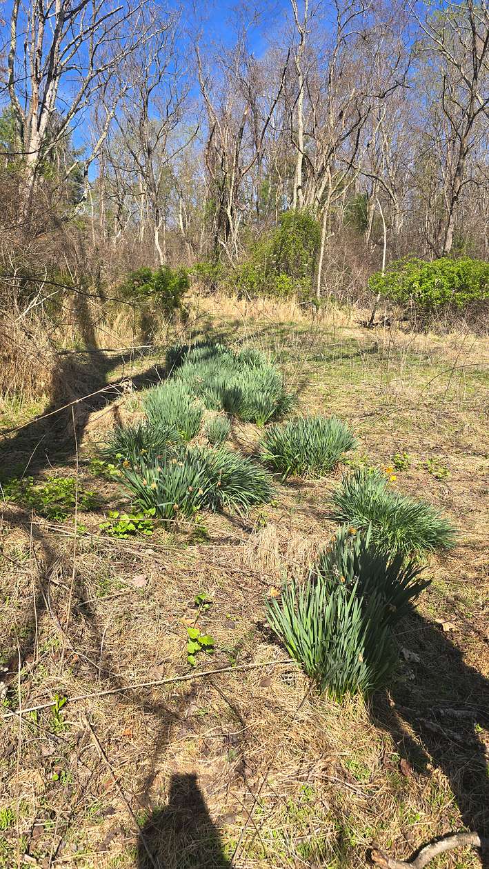 29 Acres of Land for Sale in Pilot, Virginia