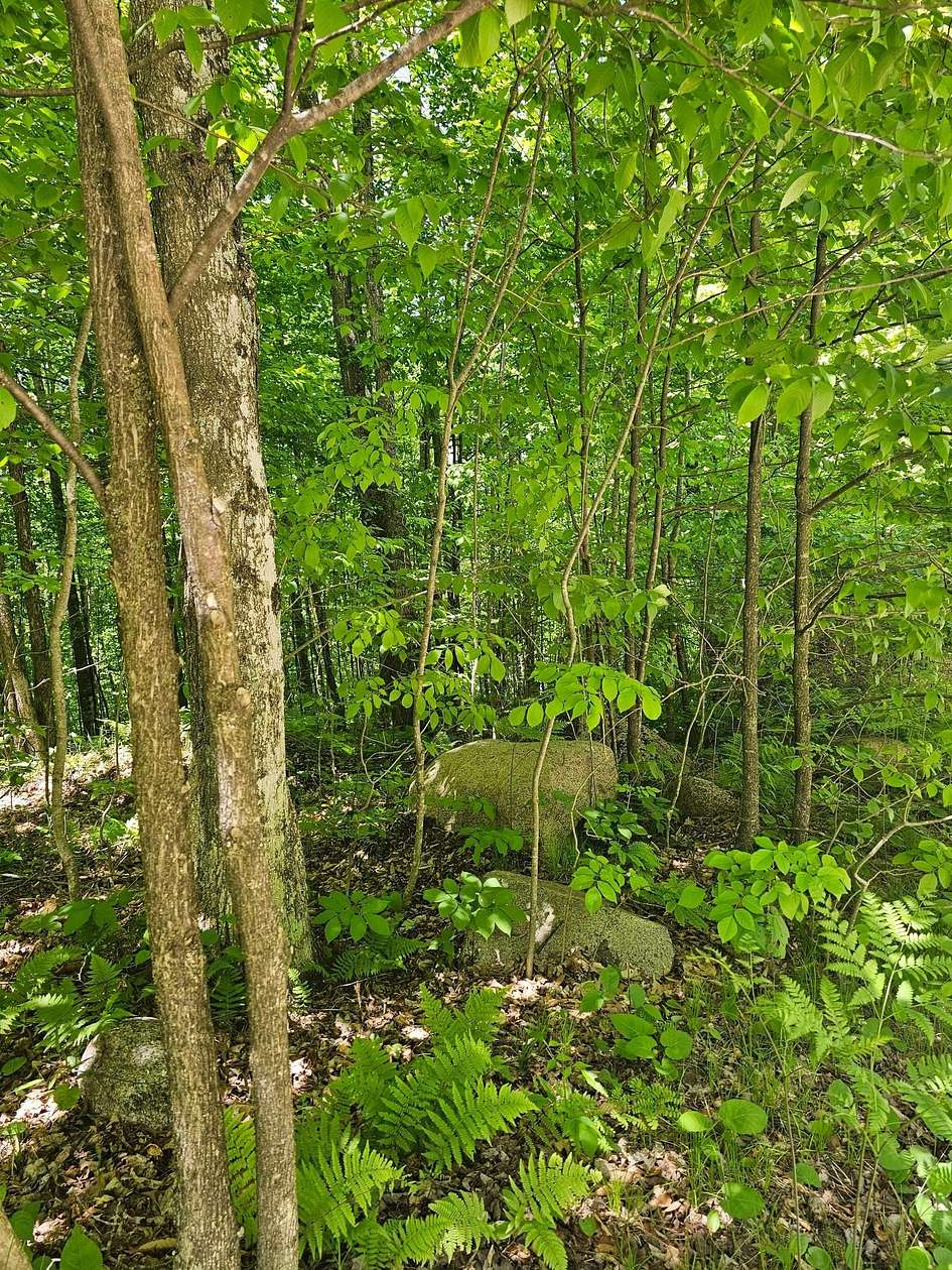 3 Acres of Land for Sale in Silver Cliff Town, Wisconsin