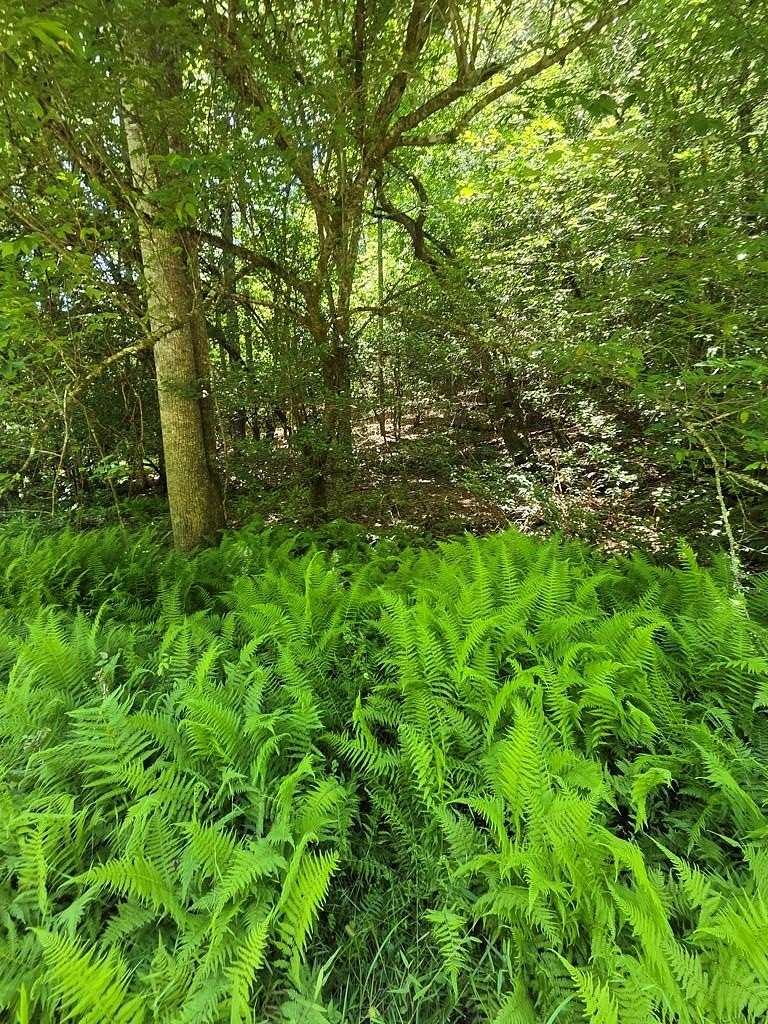 2.53 Acres of Residential Land for Sale in Franklin, North Carolina