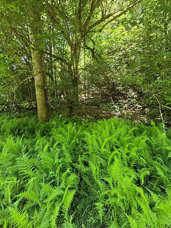 2.53 Acres of Residential Land for Sale in Franklin, North Carolina
