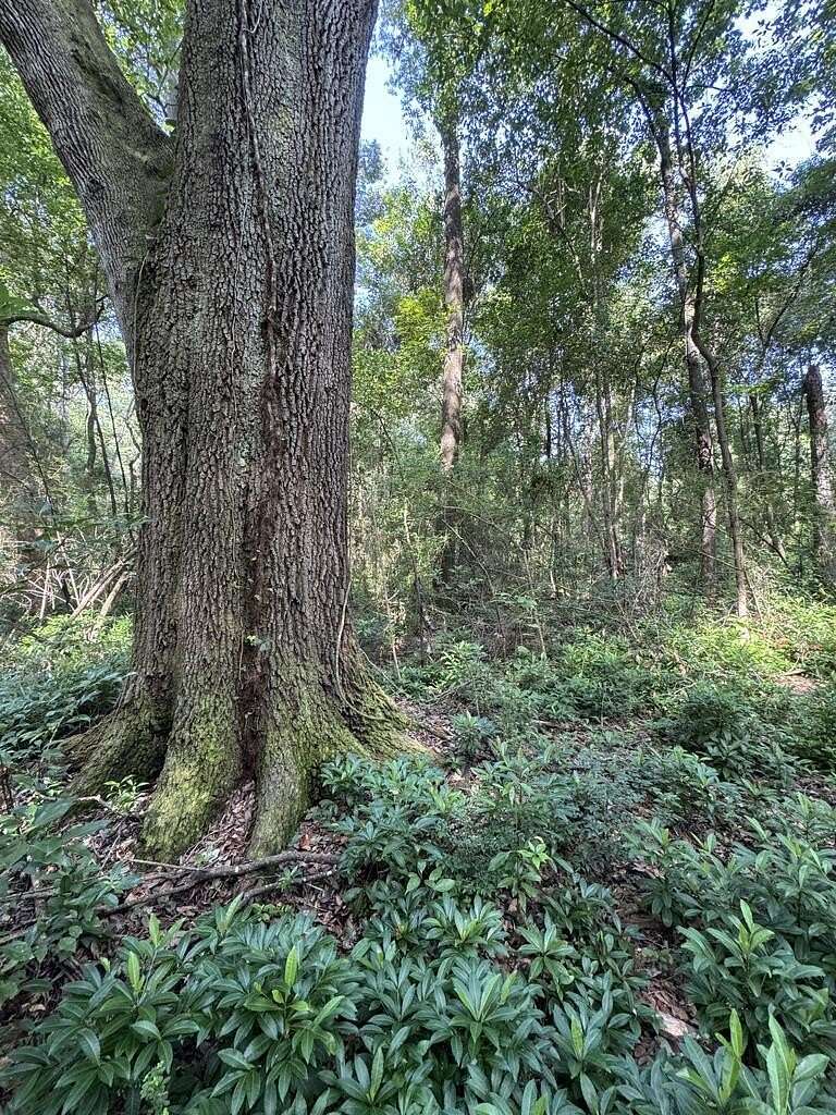 25 Acres of Land for Sale in Thomasville, Georgia