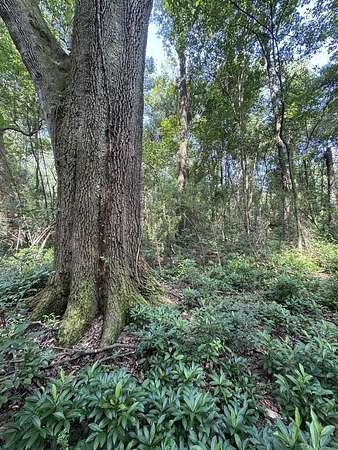 25 Acres of Land for Sale in Thomasville, Georgia