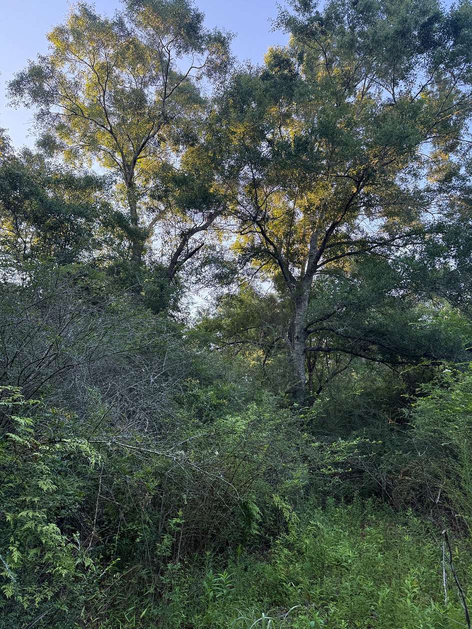 19 Acres of Recreational & Residential Land for Sale in Bonifay, Florida