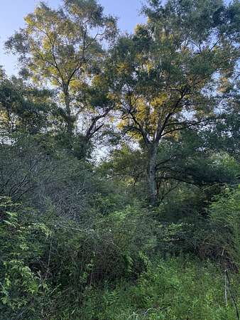 19 Acres of Recreational & Residential Land for Sale in Bonifay, Florida