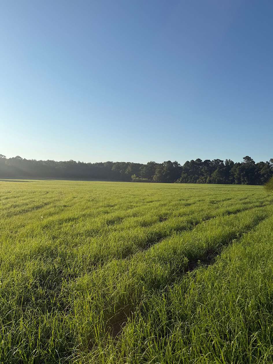 16 Acres of Land for Sale in Bonifay, Florida