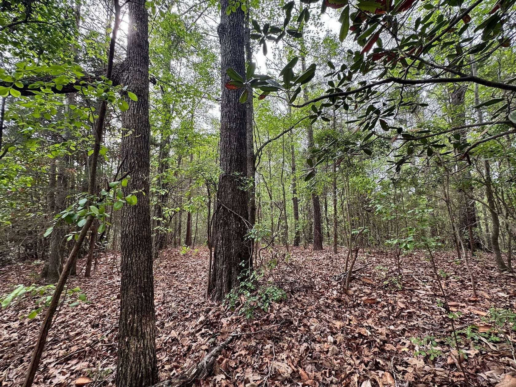 10 Acres of Recreational & Residential Land for Sale in Ramer, Alabama