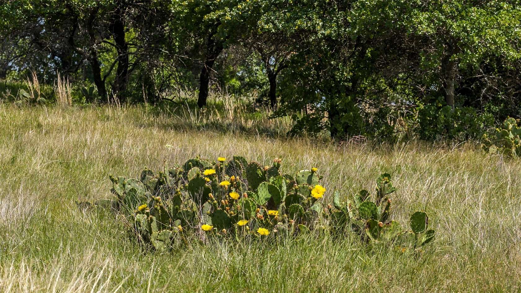 30 Acres of Land for Sale in Gordon, Texas