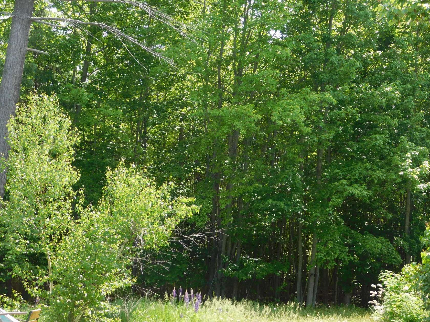 1.2 Acres of Land for Sale in Hartland, Maine