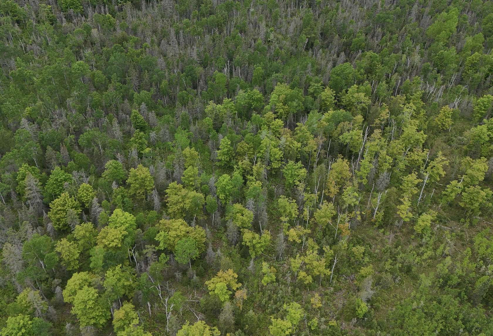 120 Acres of Recreational & Residential Land for Sale in Goetzville, Michigan