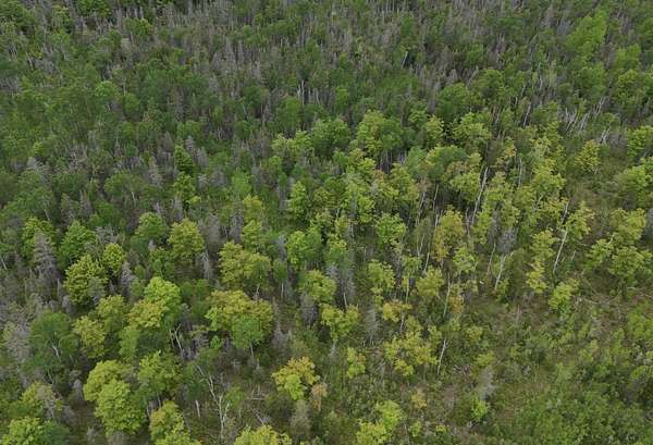 120 Acres of Recreational & Residential Land for Sale in Goetzville, Michigan