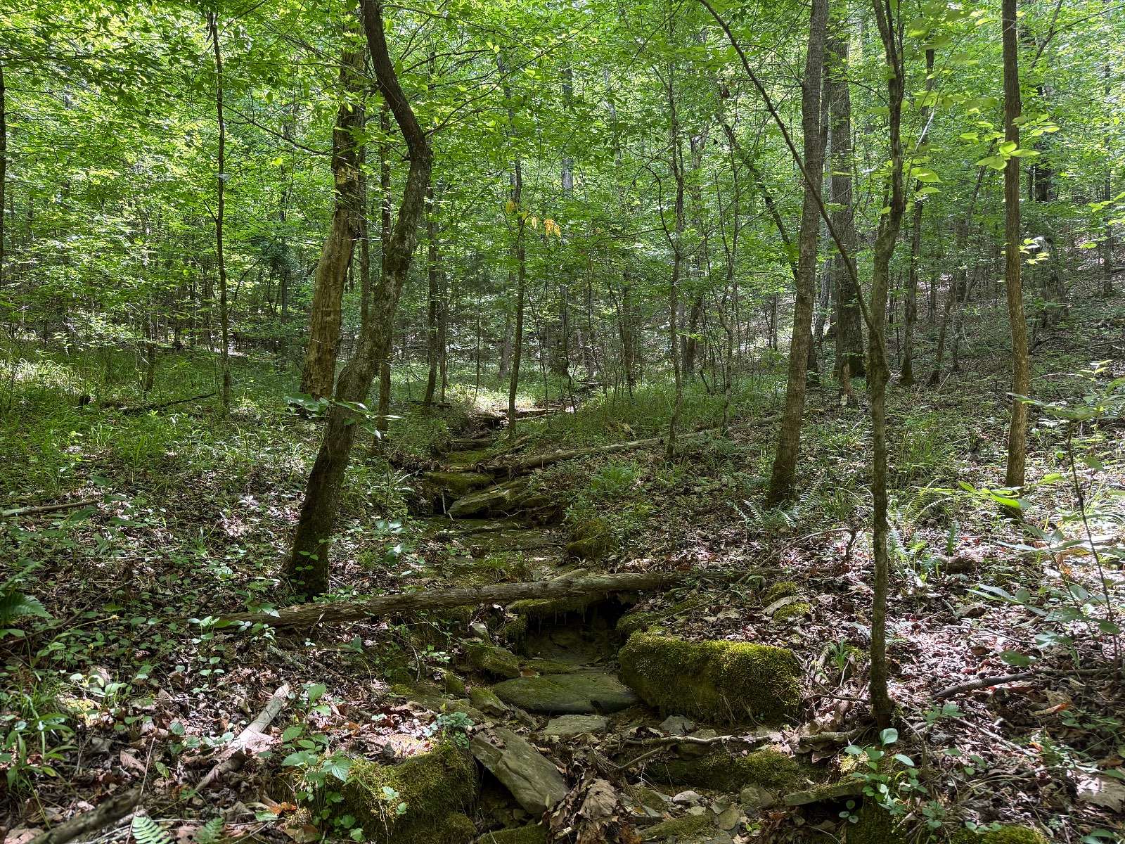 83 Acres of Recreational Land for Sale in Oakman, Alabama