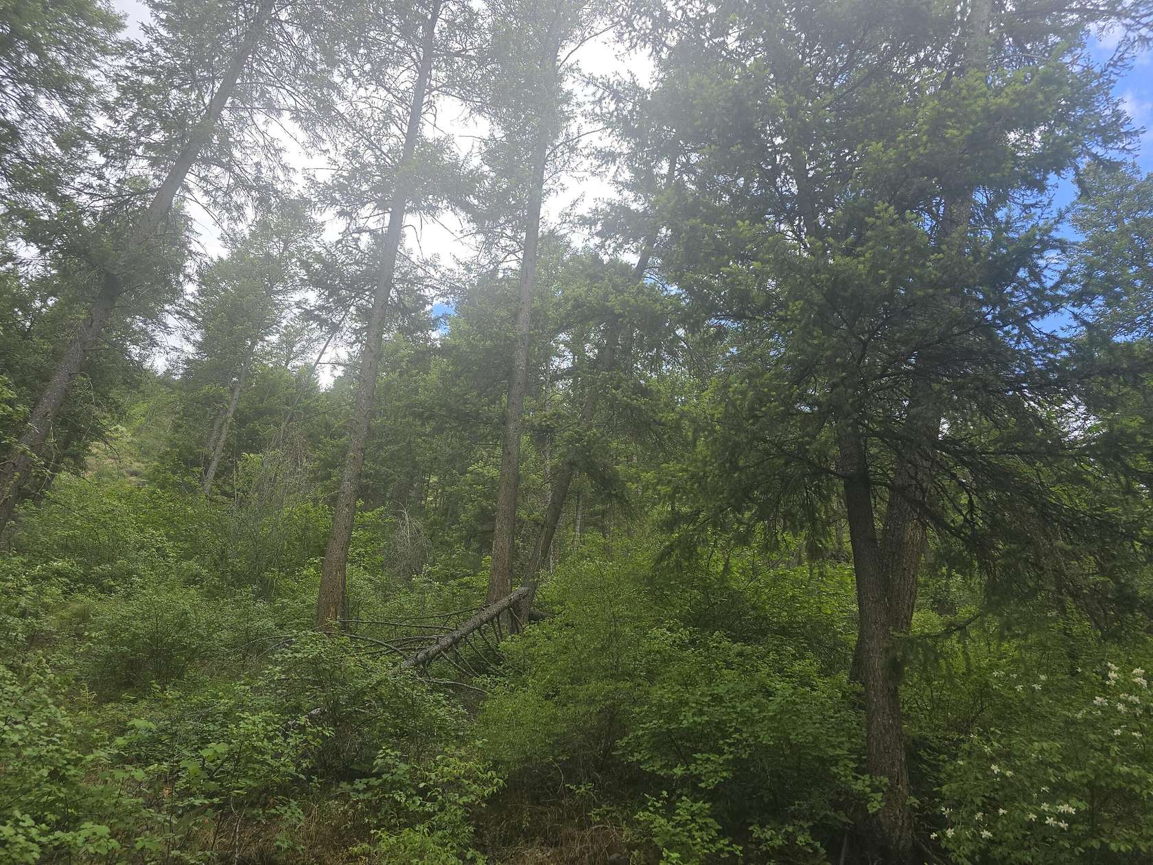 79 Acres of Recreational Land for Sale in Colville, Washington