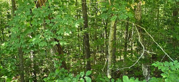 0.44 Acres of Residential Land for Sale in Burnside, Kentucky