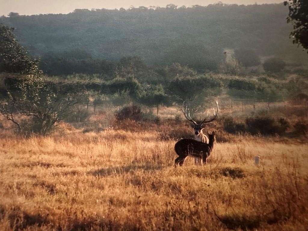 640 Acres of Recreational Land for Sale in Ozona, Texas