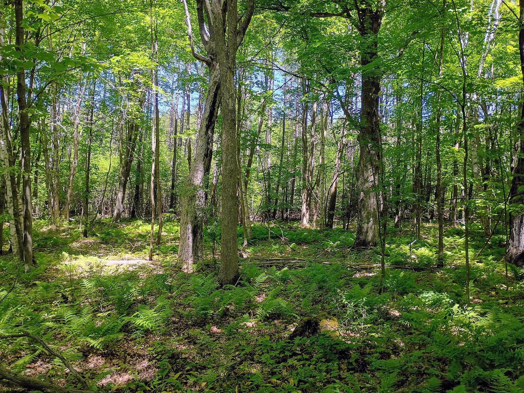 40 Acres of Land for Sale in High Bridge, Wisconsin