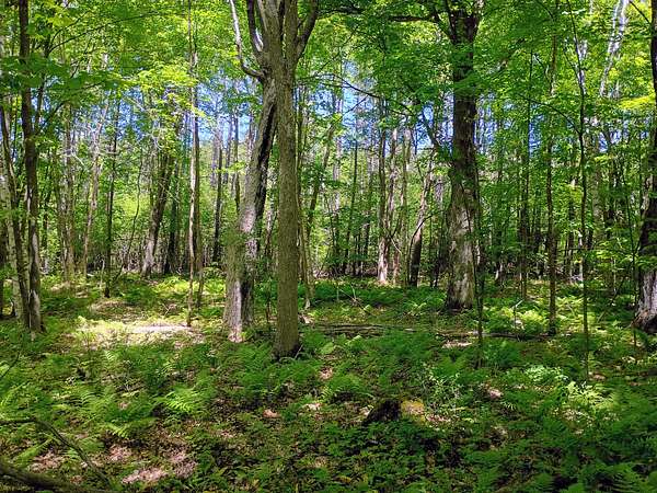 40 Acres of Land for Sale in High Bridge, Wisconsin