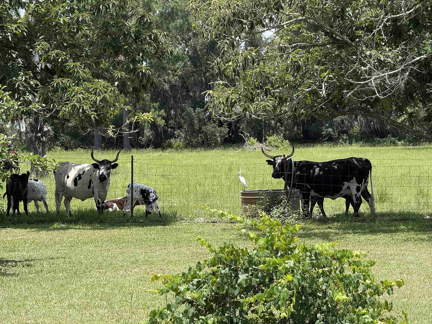 40 Acres of Land for Sale in Madison, Florida