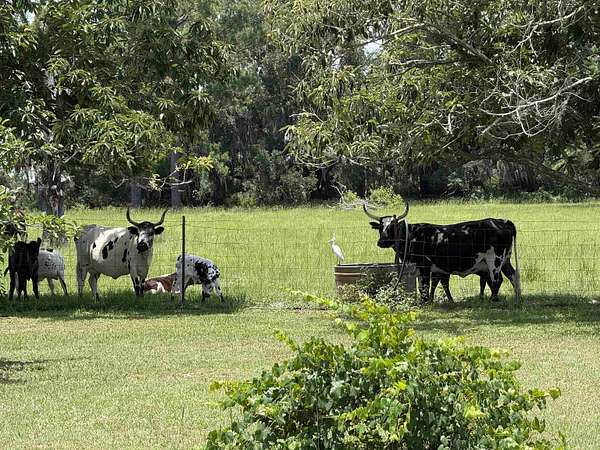 40 Acres of Land for Sale in Madison, Florida