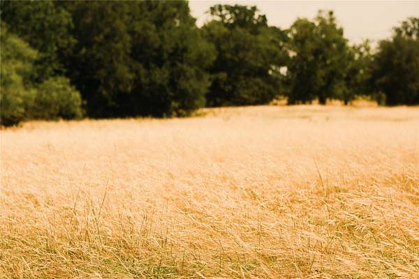 23.1 Acres of Land with Home for Sale in Lipan, Texas