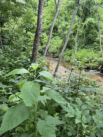 51.3 Acres of Land for Sale in Baldwyn, Mississippi