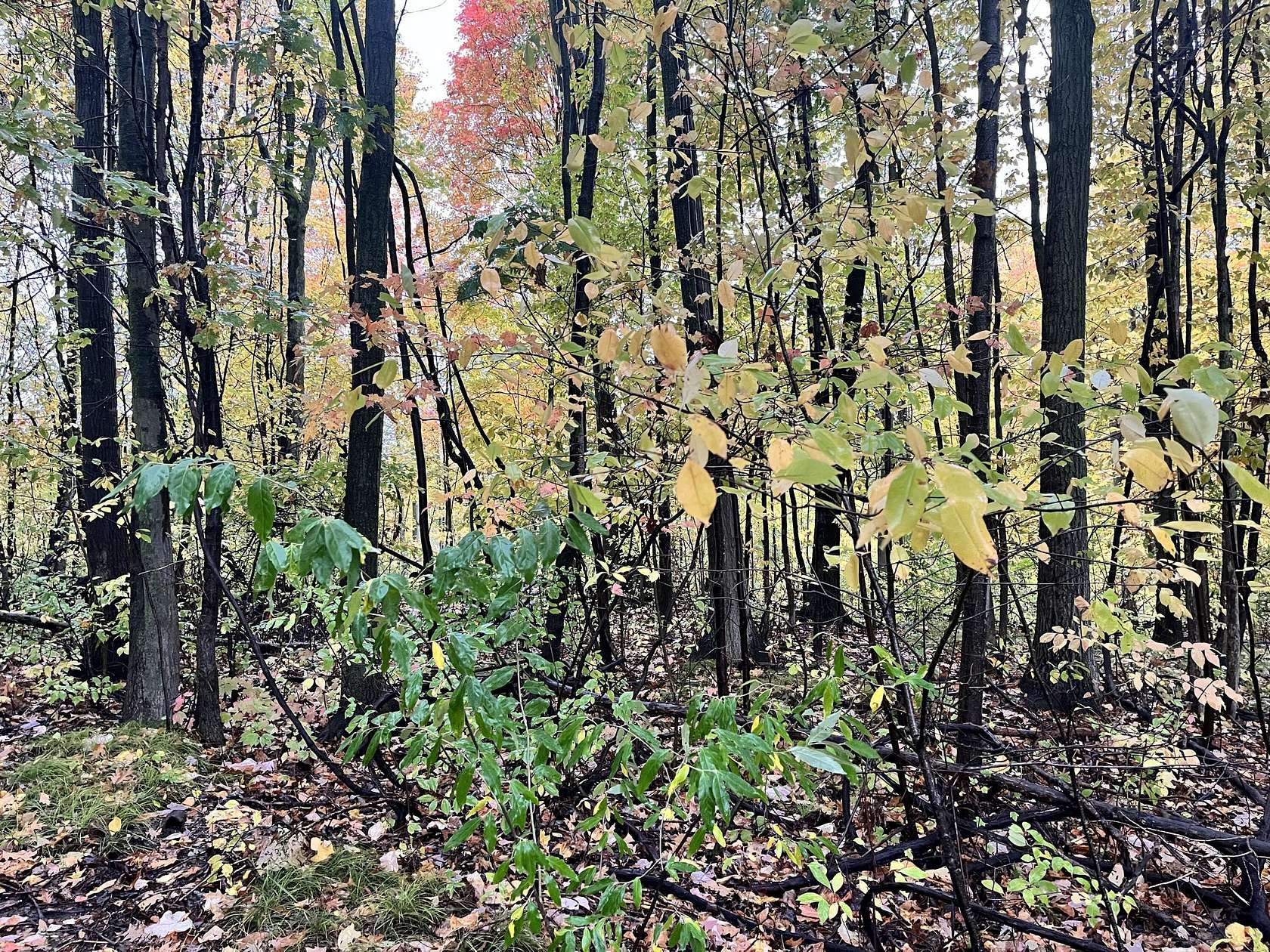 1.4 Acres of Residential Land for Sale in Sand Lake, Michigan