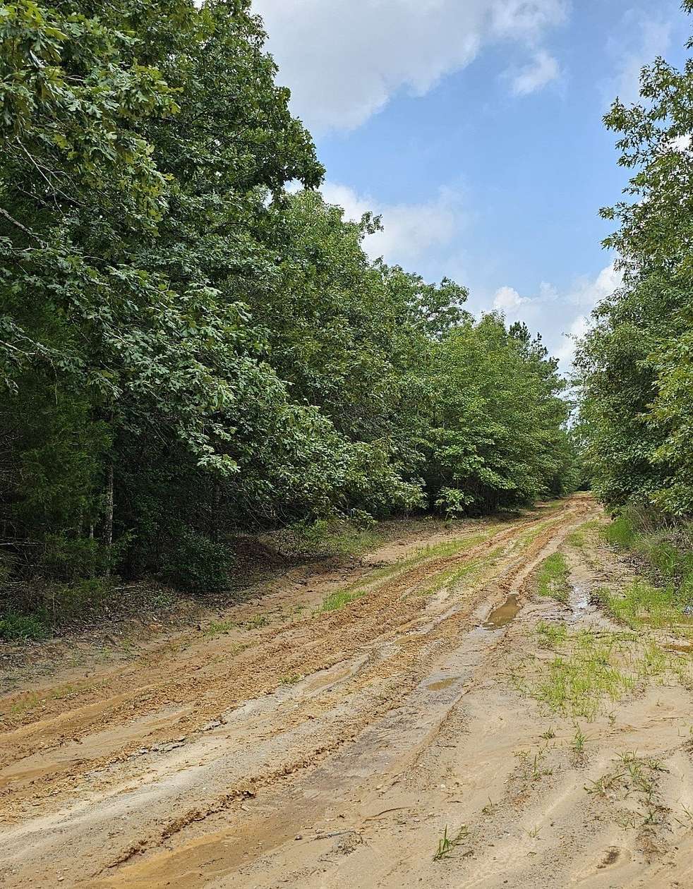 5.1 Acres of Residential Land for Sale in Blossom, Texas