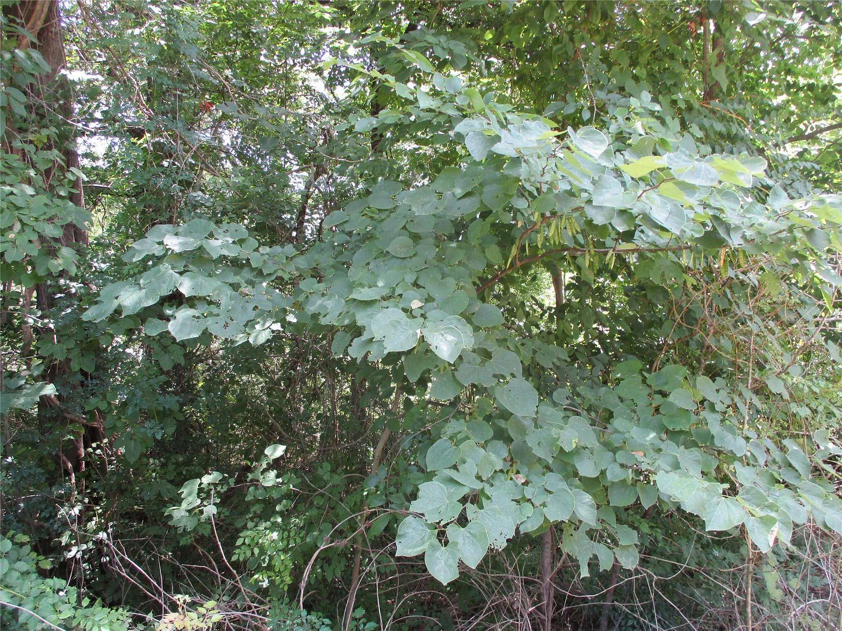 0.21 Acres of Residential Land for Sale in Edgewood, Texas