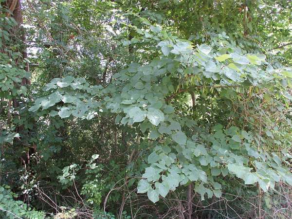 0.21 Acres of Residential Land for Sale in Edgewood, Texas