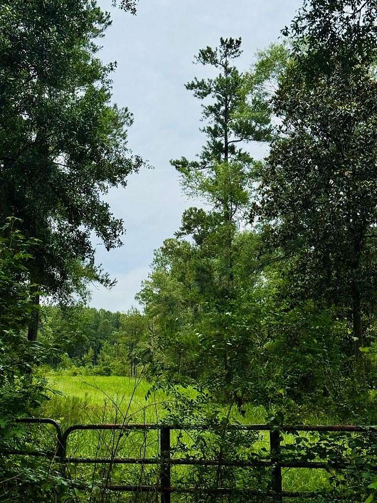 41.1 Acres of Recreational & Residential Land for Sale in Quitman, Georgia