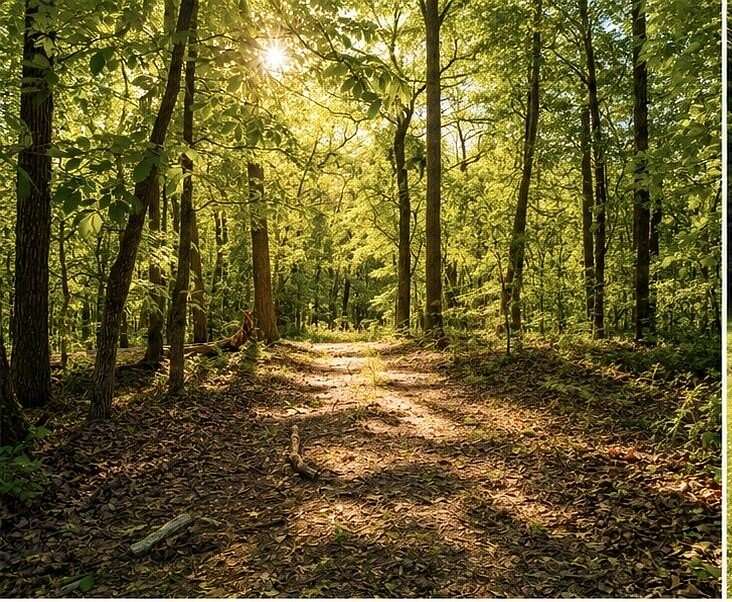147 Acres of Recreational Land with Home for Sale in Pineville, Missouri