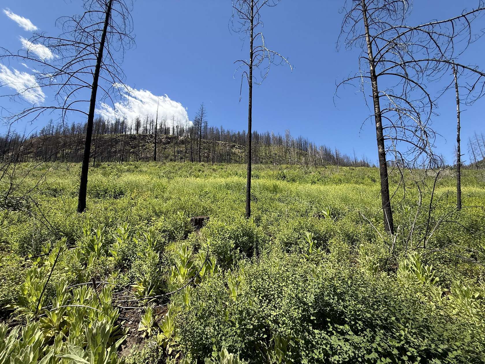 21.9 Acres of Recreational Land for Sale in Danville, Washington
