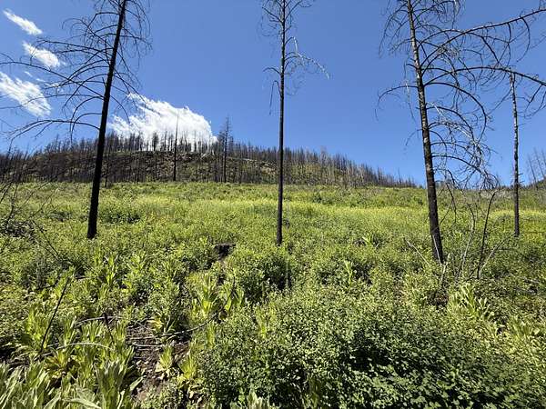 21.9 Acres of Recreational Land for Sale in Danville, Washington