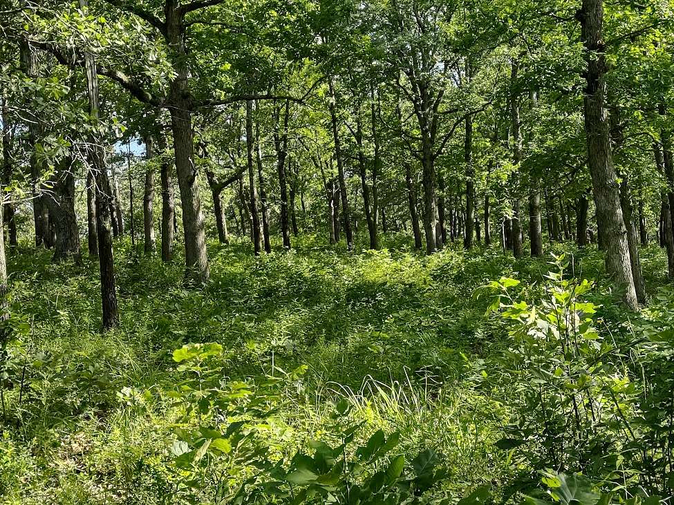42.5 Acres of Land for Sale in Eldridge, Missouri