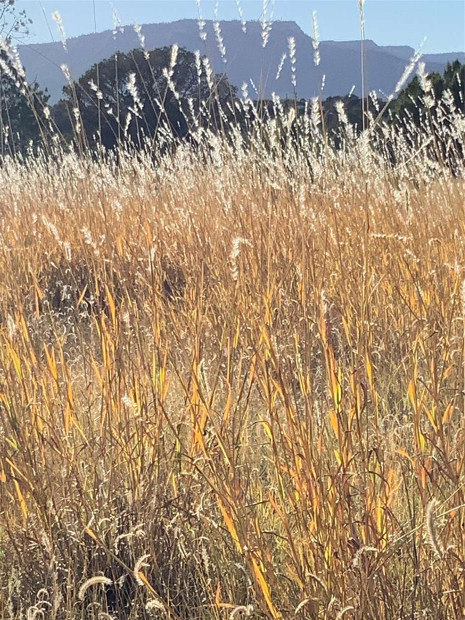 16 Acres of Land for Sale in Ribera, New Mexico