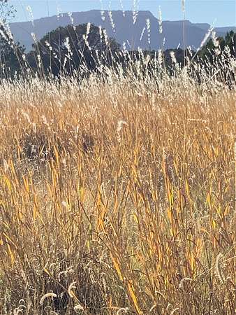 16 Acres of Land for Sale in Ribera, New Mexico