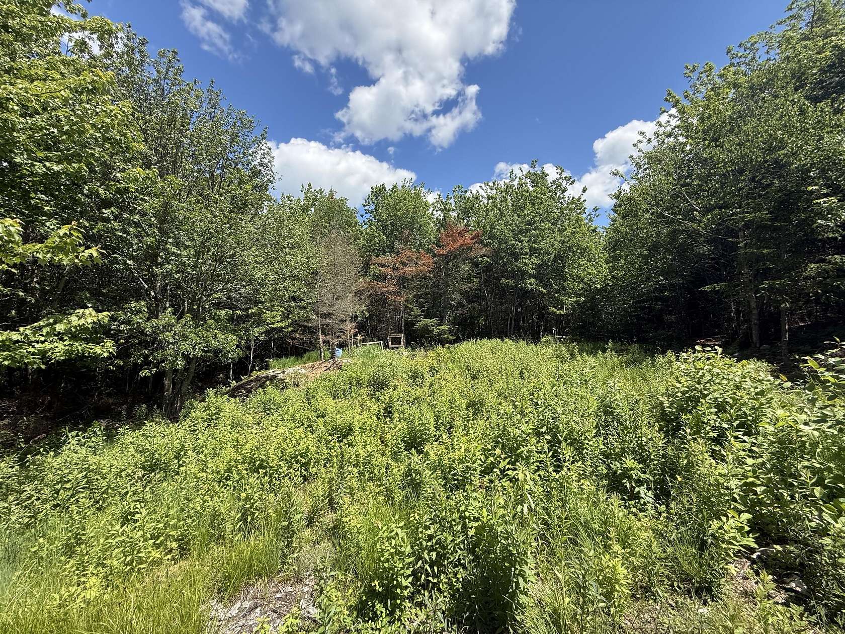 41 Acres of Recreational & Residential Land for Sale in Whiting, Maine