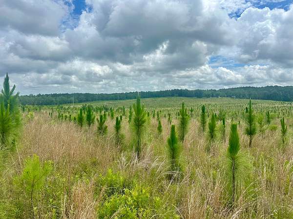 20 Acres of Land for Sale in Clayton, Alabama