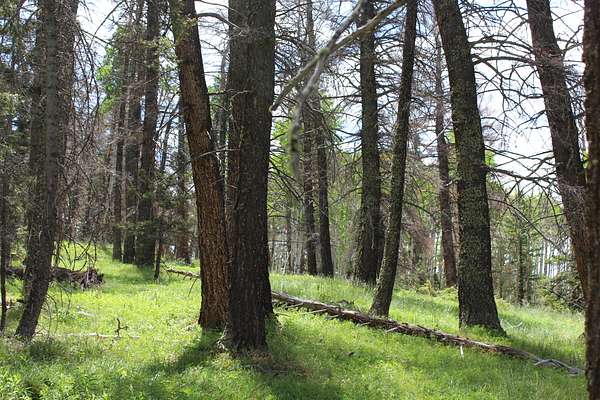 0.72 Acres of Land for Sale in Cimarron, Colorado